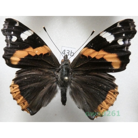 Vanessa atalanta (Linnaeus, 1758) Czech43b